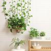 10Pcs/Set Adorable Snail Shape Plant Fixed Clip Good Clamping Wall Mounted Plastic Plant Holder Clip for Home