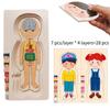 Holz-Puzzle-Spielzeug zur menschlichen Körperstruktur für Jungen und Mädchen