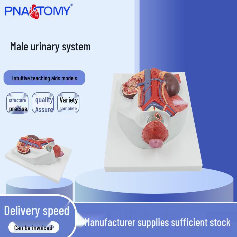 PNT-0563 Male Urogenital and Urinary System Anatomical Model 33x23x12 cm