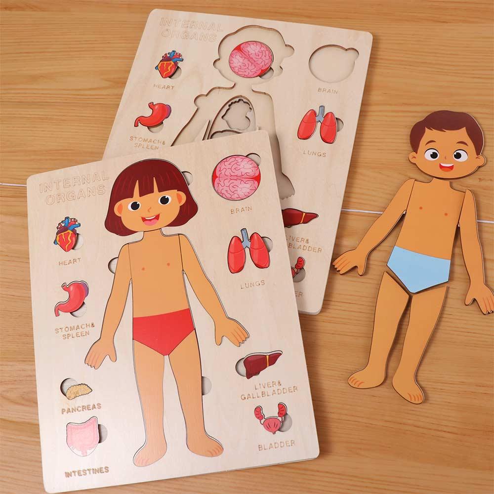 Boys Girls Wooden Human Body Puzzle Educational Anatomy Jigsaw  Cognitive Teaching Aids