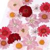 Dried Flowers DIY Decorative for Resin Jewelry Making Crafts Nail Stickers