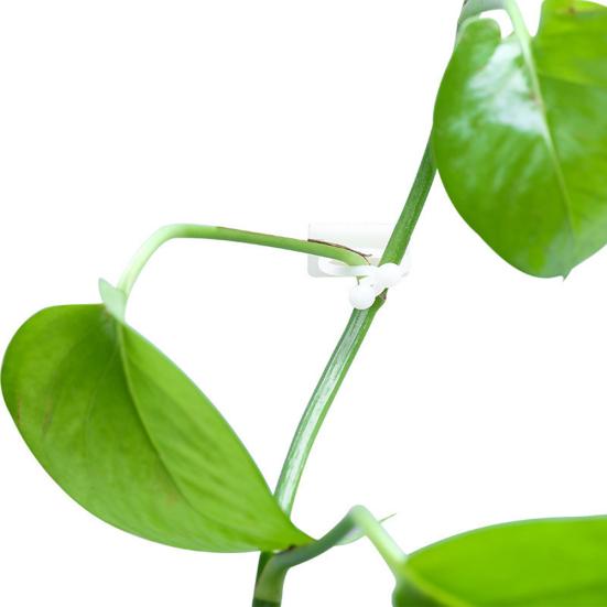 100 stk selvklebende hjemmeveggplante klatrefikserholder klips vinklemmekrok