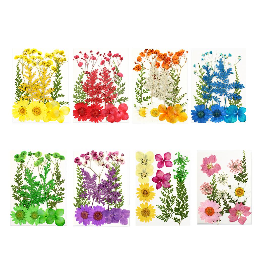 Dried Flowers Set DIY Tools Photography Real Flower Decal Handicraft Filling Pressed Specimen Label for Craft Necklace