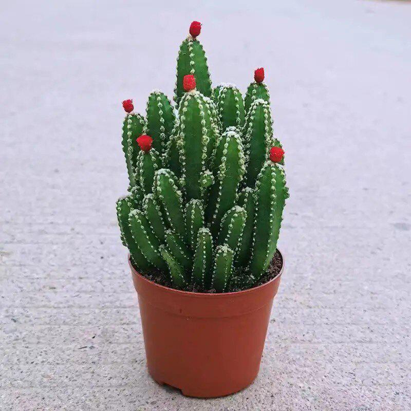Easy-Care Succulent Arrangement: Wealth-Attracting Mountain Cacti & Flowers for Office or Living Room Décor