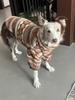 Classic Knit Turtleneck Cold Weather Dog Sweaters, Soft Plaid Pullover Knitwear Stretchy Pet Winter Warm Clothes(Rhombus)