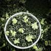 Premium Strong Aroma Jasmine Tea Authentic Snow Jasmine 2024 New Tea