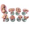 Human Nine Systems Anatomical Model