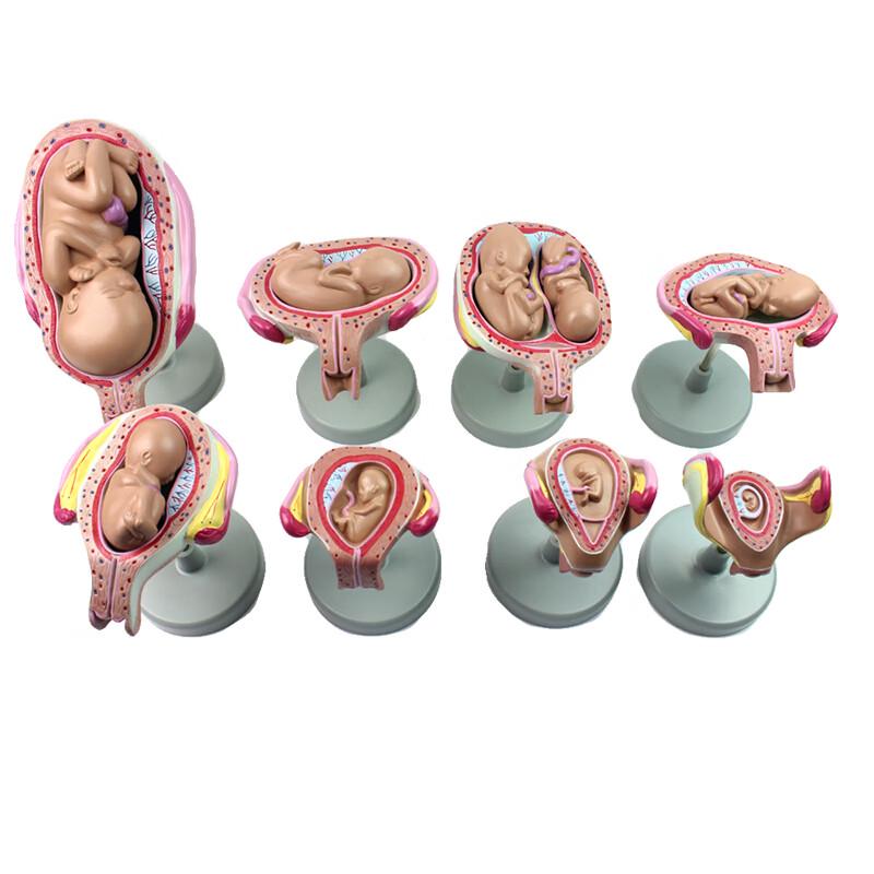ENOVO Comprehensive Human Anatomy Model