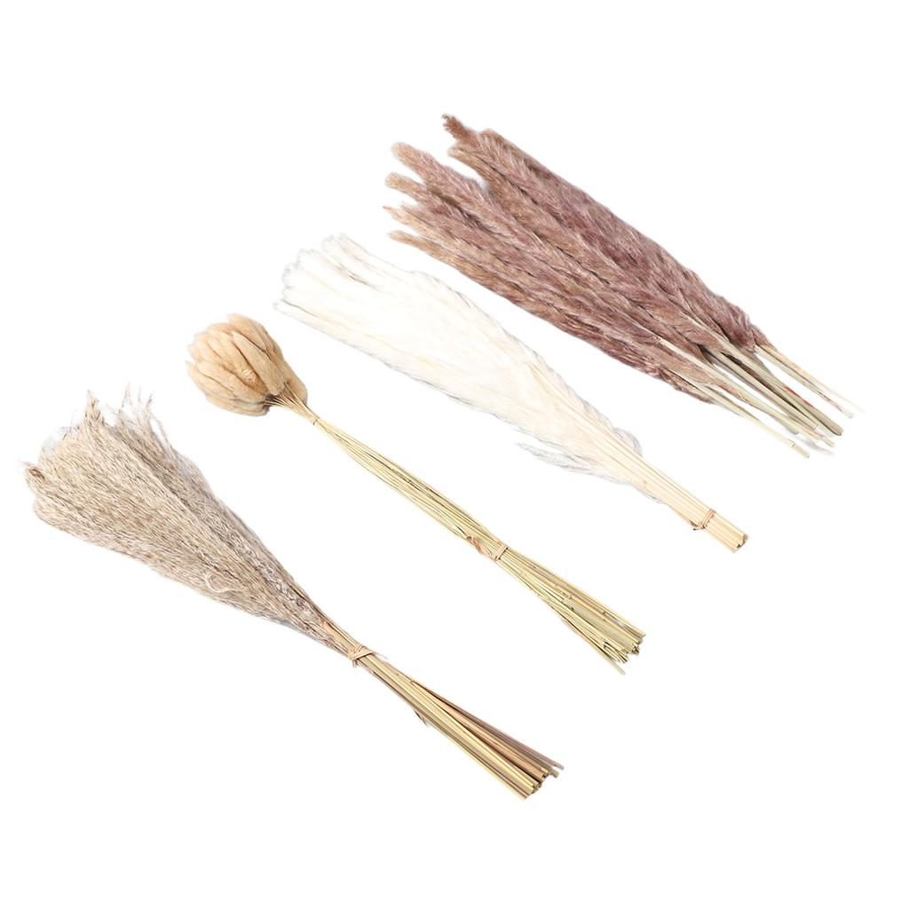 Natural Dried Pampas Grass Fluffy 15PCS White Pampas 15PCS Brown Pampas 50PCS Bunny Tail Grass