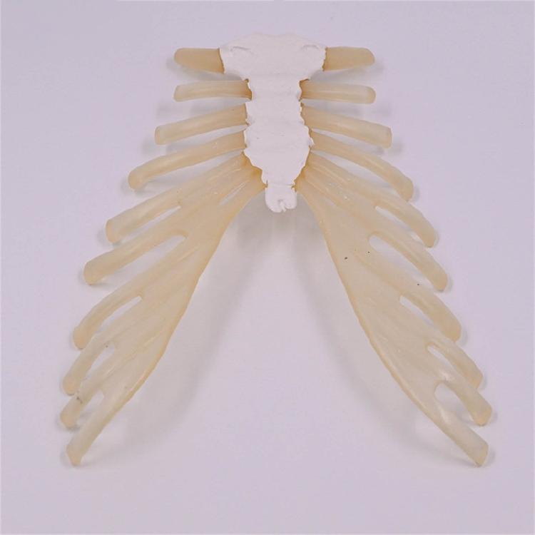 Human Sternum Model Human Skeleton Model Human Skeleton Anatomical Model Easy To Use Medicals Teaching Aid