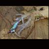 DUEL Ebi Q Size Deep Green for Squid Bigfin Reef and Eging YO-ZURI 3.5 6 Fishing, Squid,