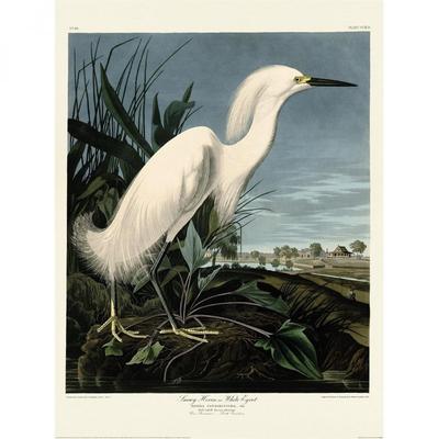 John James Audubon Schneereiher Druck