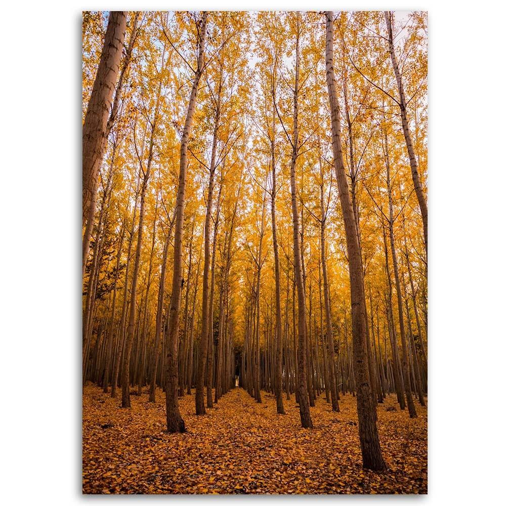 Plátno, Břízy a listí