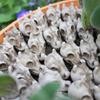 Resin Halloween Ghost Decoration Cute Creative Joy Garden Ghost Ornament Mini White Skull Statue Decorations Desktop Decoration