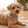 Köpek – Köpek Tasmaları ve Tasma Kayışları