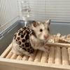 Breathable Hamster Leopard Print Skirt Soft Small Animal Costume  Indoor Outdoor