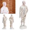 Human Body Acupuncture Model Professional Portable Meridian Points Model for Science Class Education 10.2in