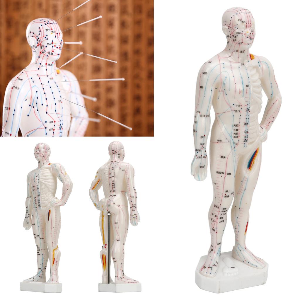 Human Body Acupuncture Model Professional Portable Meridian Points Model for Science Class Education 10.2in