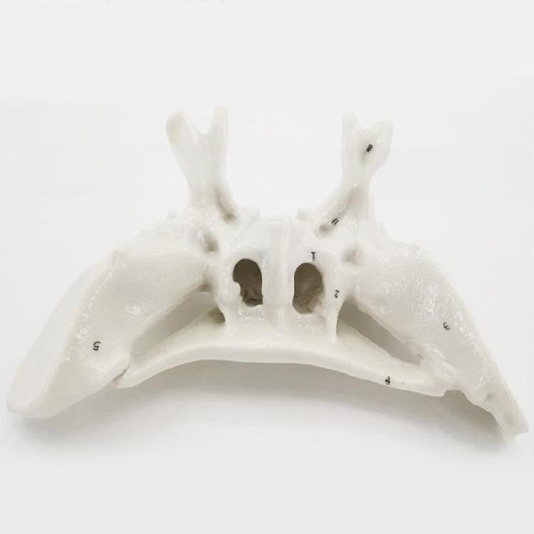 Human Skeleton Model for Lab School Temporal Bone Model Human Ethmoid Bone Anatomy Model Medicals Teaching Tool