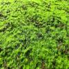 Luxury Simulated Moss Plastic Indoor Landscape Turf Artificial Green Eco-friendly UV Varnished Customized Installation Window