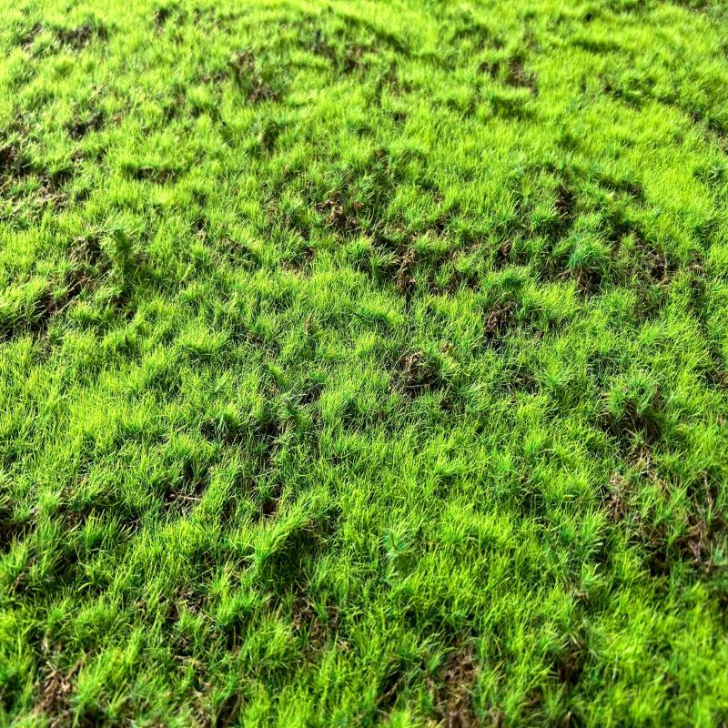 Luxury Simulated Moss Plastic Indoor Landscape Turf Artificial Green Eco-friendly UV Varnished Customized Installation Window