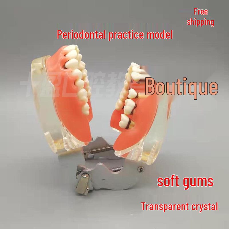 Transparent Dental Model with Detachable Tooth Roots and Gums for Patient-Doctor Communication 4017