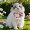 Kedi – Kediler için giyim