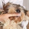 5pcs Pet Finger Toothbrushes Effective In Cleaning Teeth Perfect For Dogs And Cats
