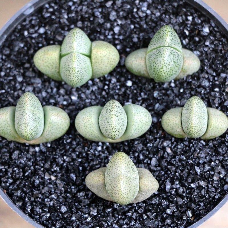 Crimson Star Cactus: Easy-Care Flowering Plant for Balcony, Living Room, or Office (Potted Plant, No Pot)