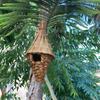 Humming Bird Houses Hand Woven for Garden Canary