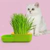 Nouvelle boîte à herbe à chat sans terre hydroponique plantation d'herbe à chat en pot graines de blé set de bols pour nourriture pour chat digeste