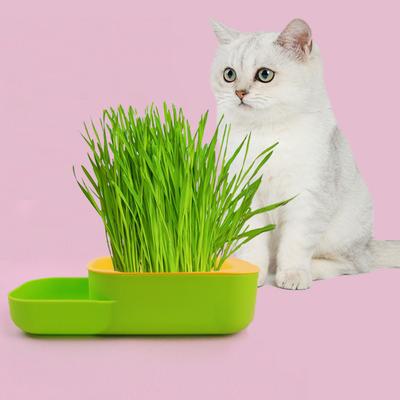 New Cat Grass Box Soil-free Hydroponic Cat Grass Planting Potted Wheat Seeds Digestible Cat Food Bowl Set
