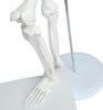 monolife Human Skeleton Model, Skeleton Specimen, Working, Upright Stand, Educational Material, 85cm 1/2 Model (White, Round Base)