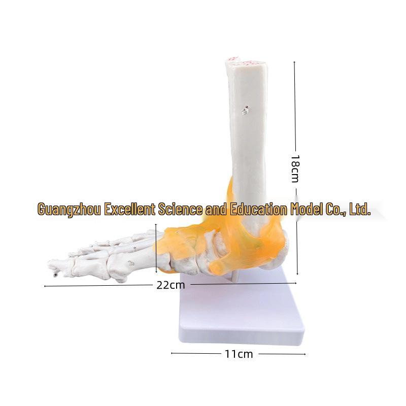 1:1 Human Ankle Joint Model - Foot & Ankle Surgical Teaching Tool