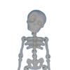 Magnet de Frigider Schelet Articulat Imprimat 3D Schelet Articulat Corp Întreg cu Articulații Mobile Halloween Magneți de Frigider Mini Craniu pentru Decor Acasă