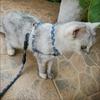 Japanese Style Pet Harness and Leash Adjustable Puppy Dog Cat Harnesses Gatos Productos Para Mascotas Sphynx Kitten Accessories