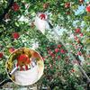 Teleskopischer Obstpflücker Verstellbarer Obstbaum-Pflücker Rostfreies Edelstahl-Gadget Greifwerkzeug mit ausziehbarem Design