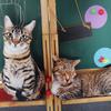 Creative Simulation Cat Pillow 3D Cat Cushion Animal Doll Photography Wedding Decor Sitting Lying Down Pose
