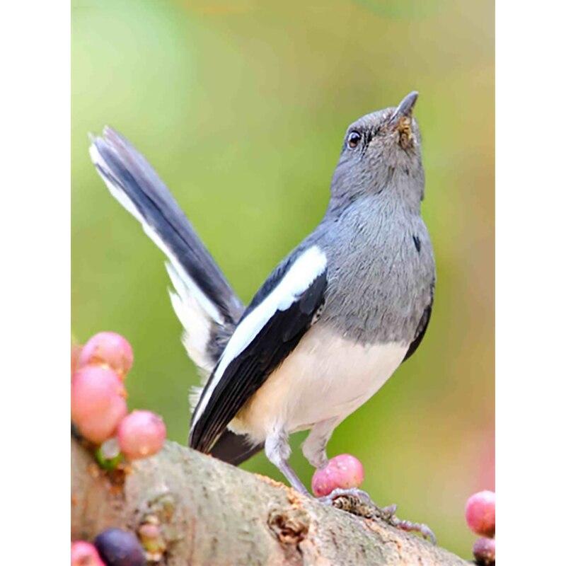 Noua pictură cu diamant 5D bricolaj, broderie cu diamante, animale, cu punct de cruce, meșteșuguri, decorațiuni pentru acasă, cadou manual