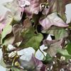Bonsai Plants Soft Artificial Copper Coin Grass Plants Handmade Wall Hanging Fake Ivy Leaf Leaves Realistic Mini Bouquet Office