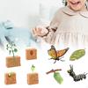 Life Cycle Figurines Toy Lifecycle Collection Butterfly and Bean Plants Education Learning