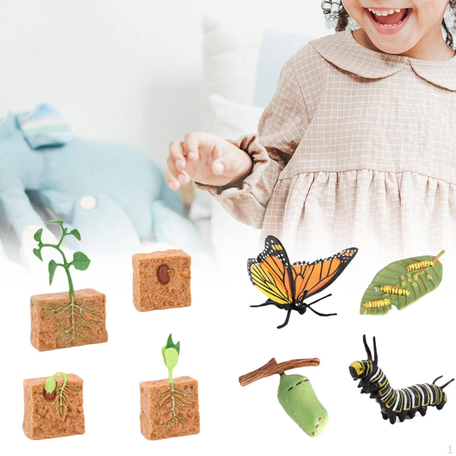 Life Cycle Figurines Toy Lifecycle Collection Butterfly and Bean Plants Education Learning