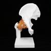 Professional Hip Bone Model Realistic Human Hip Joint Model Hip Joint Teaching Skeleton