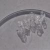 Shell Light Fairy Clear Butterfly Nail Art Sticker Huge Butterfly New Aurora Pure Desire Butterfly Nail Sticker