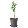 Pot Stand Shape Plant Anti-rust Durable Anti-deformed Long-lasting Wide Applications Reusable Plant Climbing Sturdy Plant Support Stakes for Amaryllis