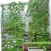 4 Sizes 27 Strands of  Horticultural Plant Climbing Vine Net Ipomoea Nil Climbing Flowers Climbing Rattan Ropes for Plants