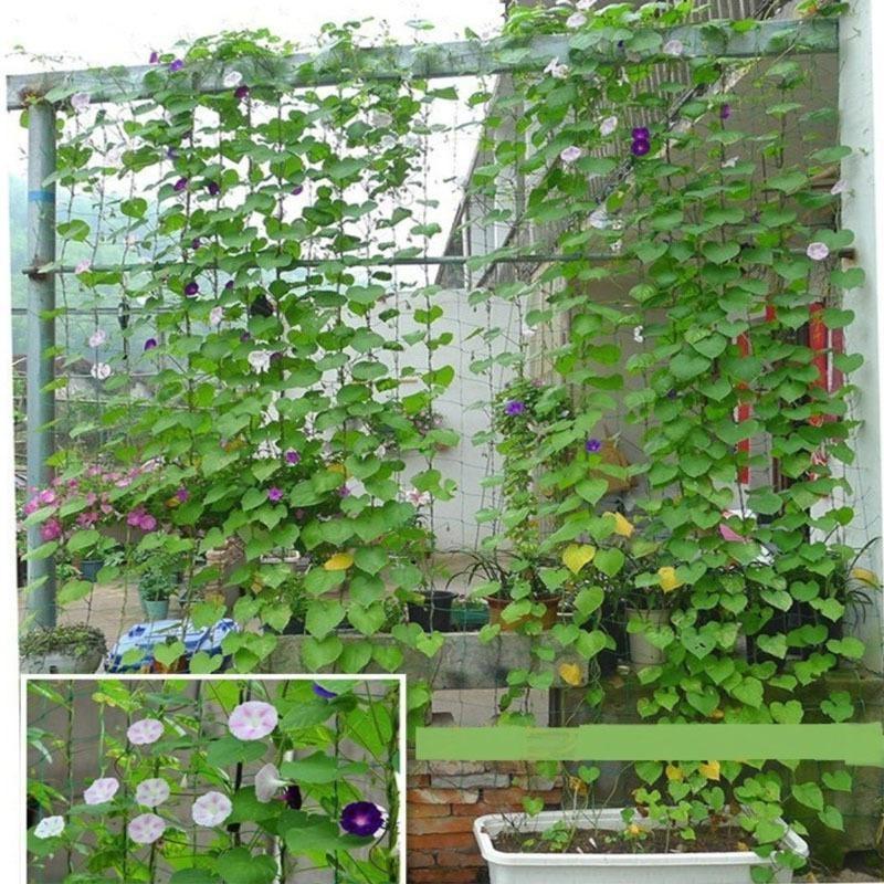 4 Sizes 27 Strands of  Horticultural Plant Climbing Vine Net Ipomoea Nil Climbing Flowers Climbing Rattan Ropes for Plants