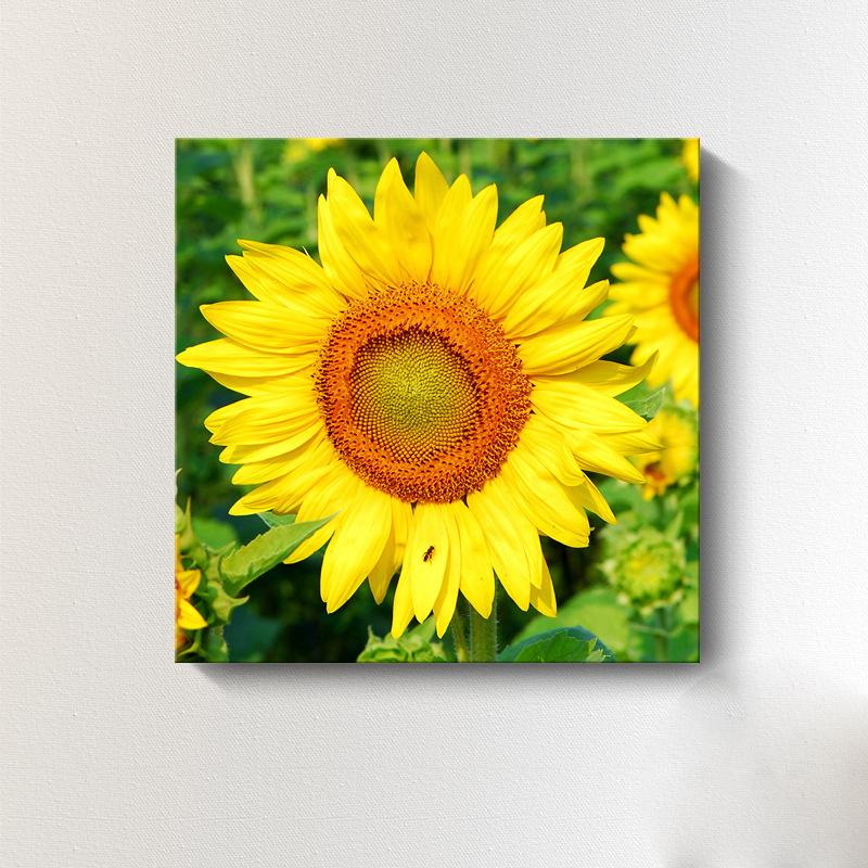 Moderne Sonnenblumen-Leinwandmalerei, nordische Landschaft, HD-Bilder, Blumenplakate und -drucke, Wandkunst, Bilder, Wanddekoration, kein Rahmen
