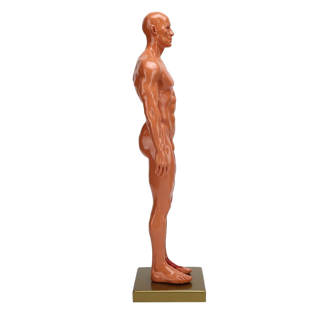 30cm Rășină Structura Musculo-scheletică Masculin Sculptură Model Corp Model Anatomic