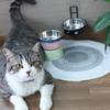 Non-slip Stainless Steel Dog Bowl Cartoon Pet Food Drinking Tray Dogs Food Water Feeder  Indoor